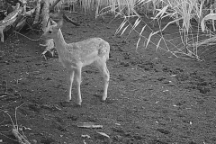 Young-Fallow-Deer_IMG_0105