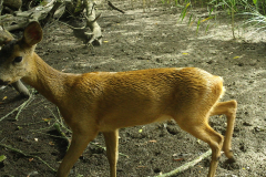 Young-Roe-Deer_IMG_0054
