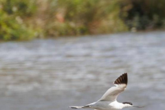 Avocet