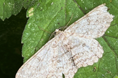 butterfly1