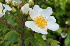 flower1