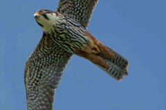 hobby-steve-webb