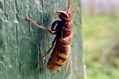 Hornet