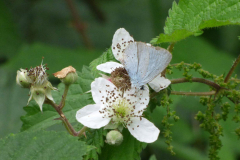 worn-Holly-Blue-on-branble-flower_P1330064