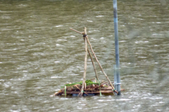 GC-Grebe-nesting-platform-21-03-23-Bob-Johnson